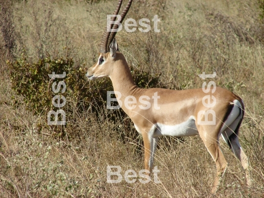 Antelope Impala in savanna