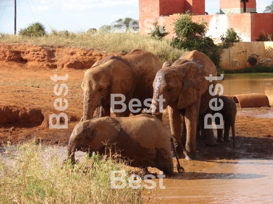 Red african elephant at the waterhole