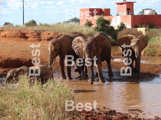 Red african elephant with at the waterhole in Tsavo National Park