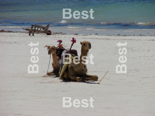 Rest of camel on the beach