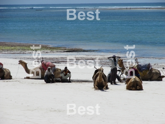 Rest of people and camels on the beach