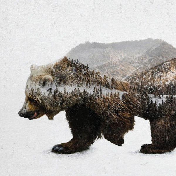 Forest Animals Wall Art