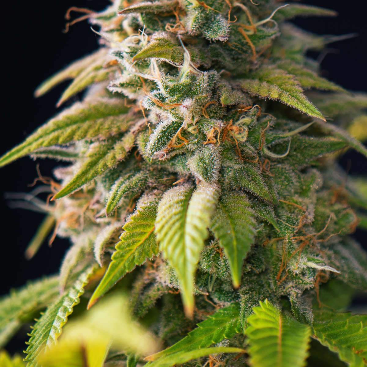 Marijuana Plants Wall Art