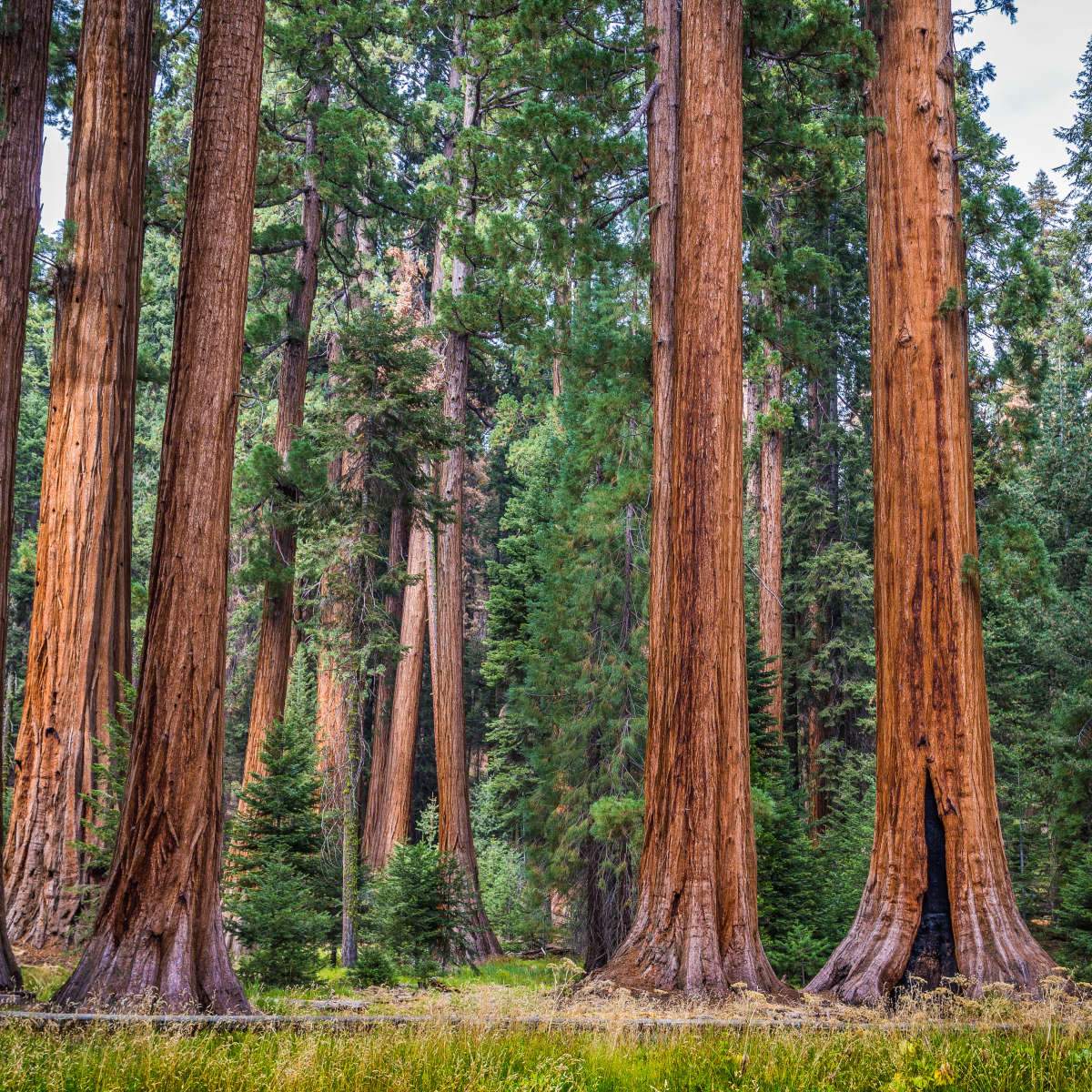 Redwood Trees Wall Art