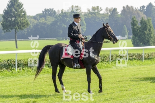 Race horses on the Partynice track in Wroclaw, Poland