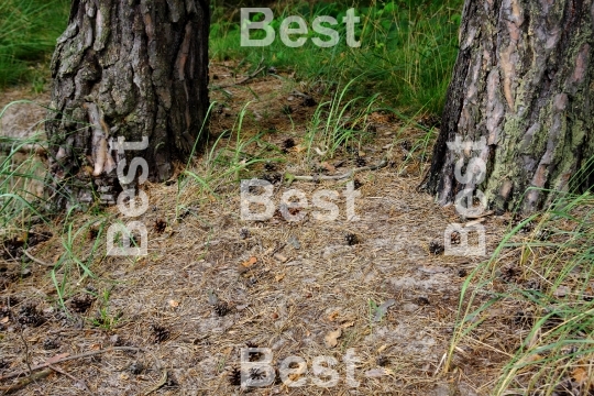  Forest soil with cones