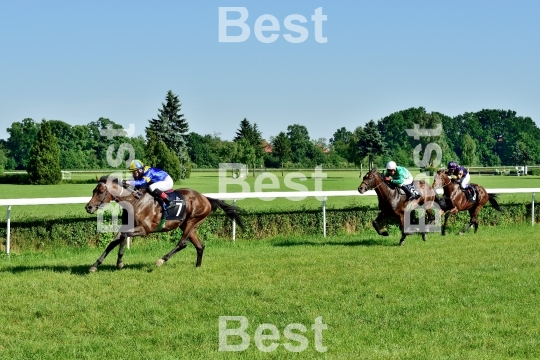  Horse race for the prize of the President of the City of Wroclaw on Juni 8, 2014