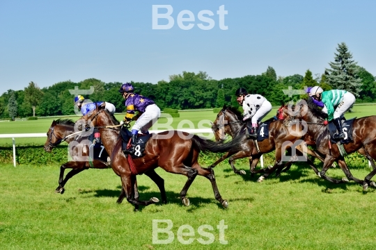  Horse race for the prize of the President of the City of Wroclaw on Juni 8, 2014