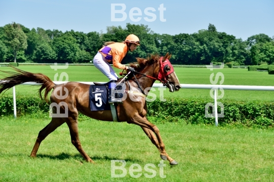  Horse race for the prize of the President of the City of Wroclaw on Juni 8, 2014