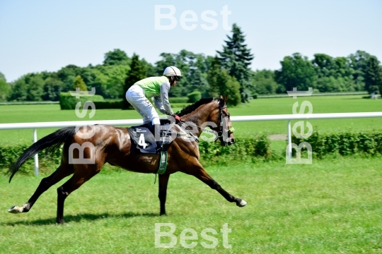  Horse race for the prize of the President of the City of Wroclaw on Juni 8, 2014