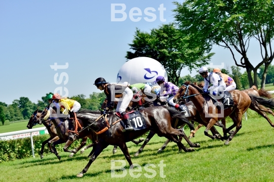  Horse race for the prize of the President of the City of Wroclaw on Juni 8, 2014