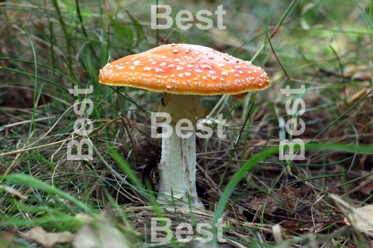 Amanita poisonous mushroom