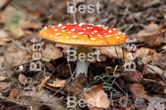 Amanita poisonous mushroom