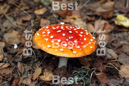 Amanita poisonous mushroom