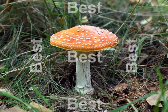 Amanita poisonous mushroom