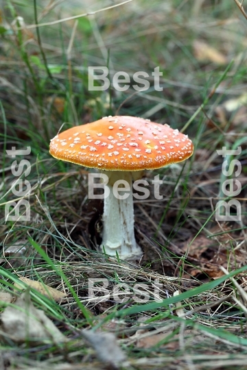 Amanita poisonous mushroom