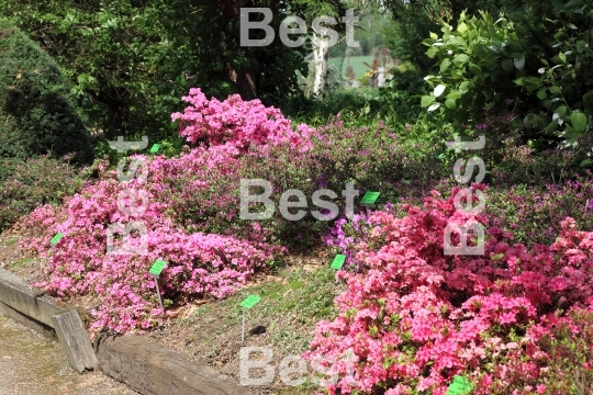 Arboretum in spring