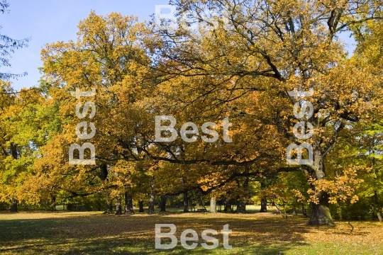 Autumn