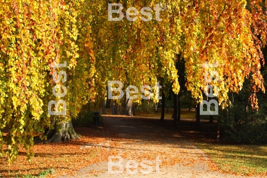 Autumn