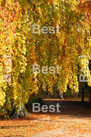 Autumn