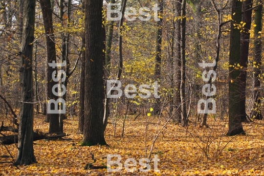 Autumn