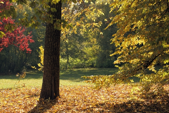 Autumn