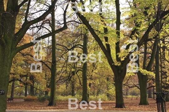 Autumn