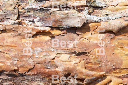 Bark of pine