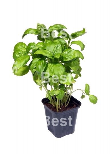 Basil plants