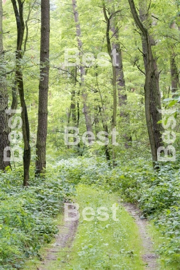 Beautiful country road