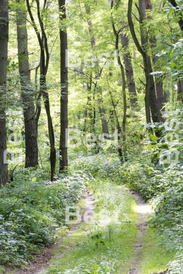 Beautiful country road