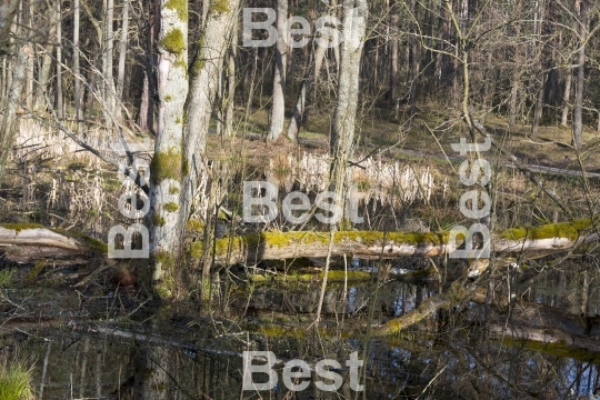 Biebrza National Park