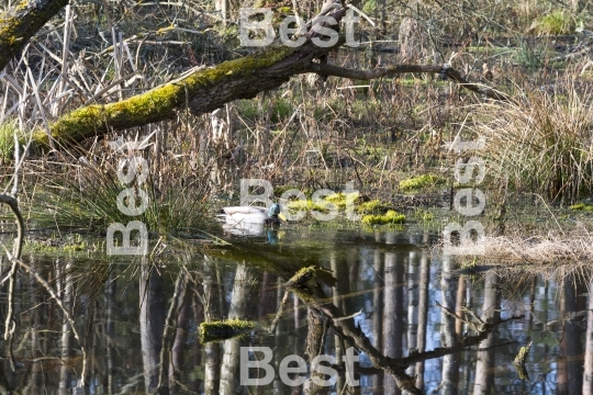 Biebrza National Park