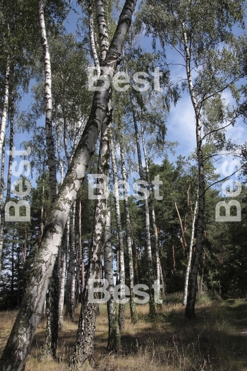 Birch forest