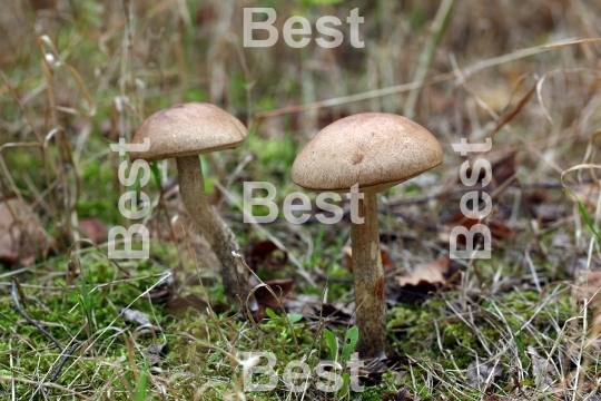 Boletes mushrooms