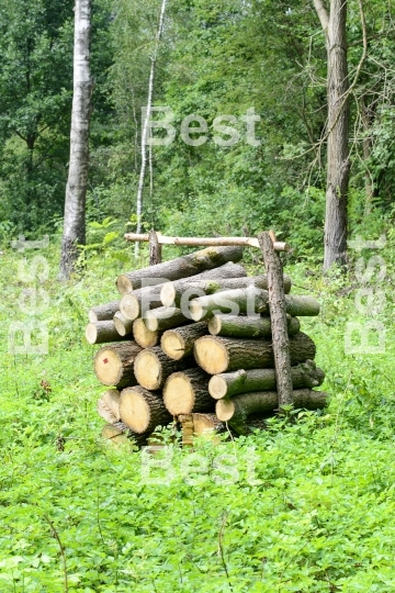 Bunch of felled trees