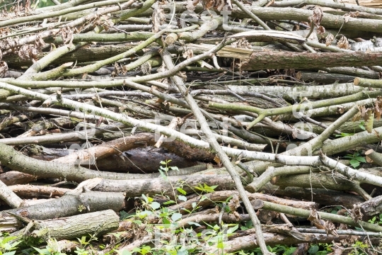 Bunch of felled trees