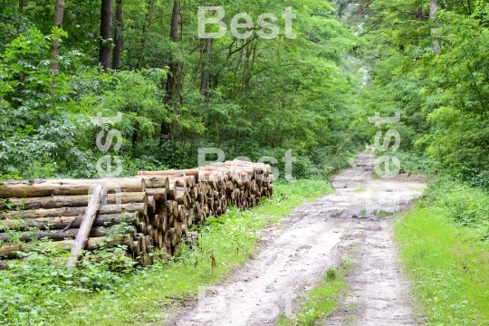 Bunch of felled trees