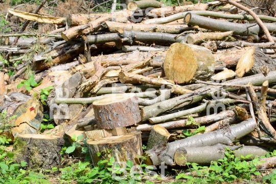 Bunch of felled trees