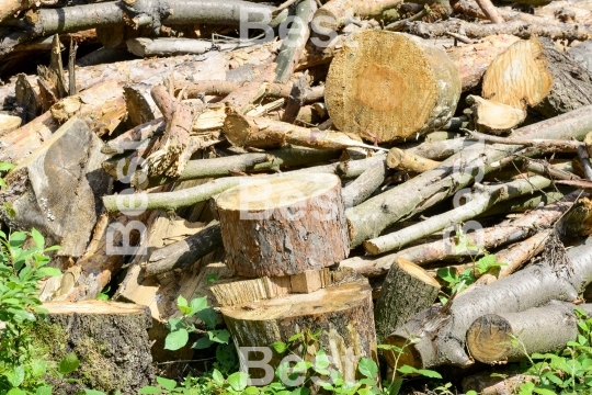 Bunch of felled trees