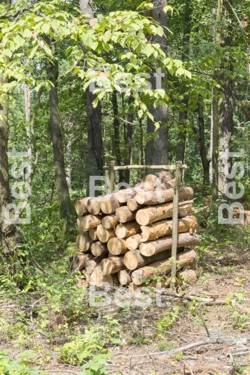 Bunch of felled trees