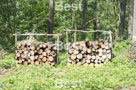 Bunch of felled trees