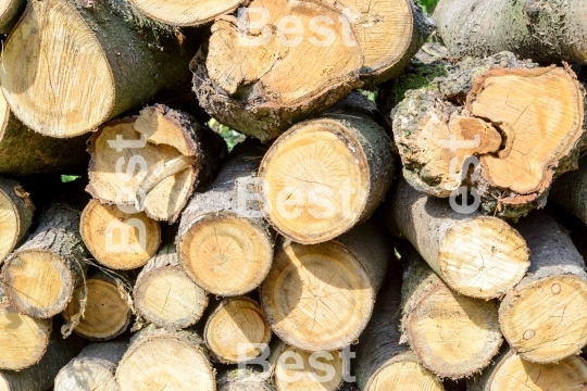 Bunch of felled trees