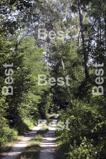 Country road in forest