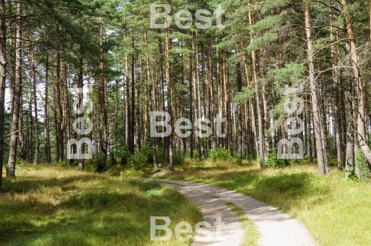 Country road in pine forest