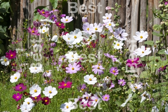 Countryside flowers