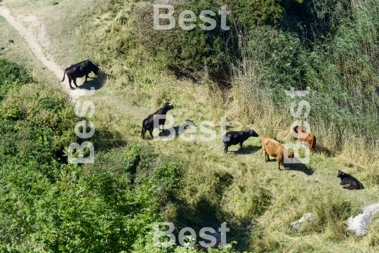 Cows on a cliff