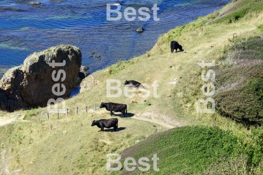 Cows on a cliff