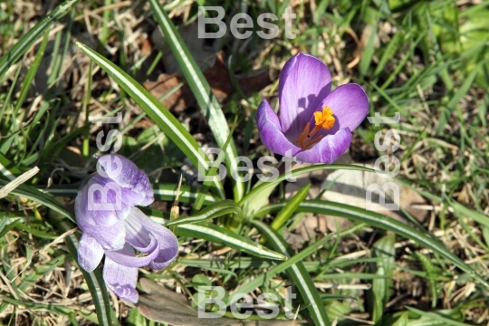 Crocus flowers 