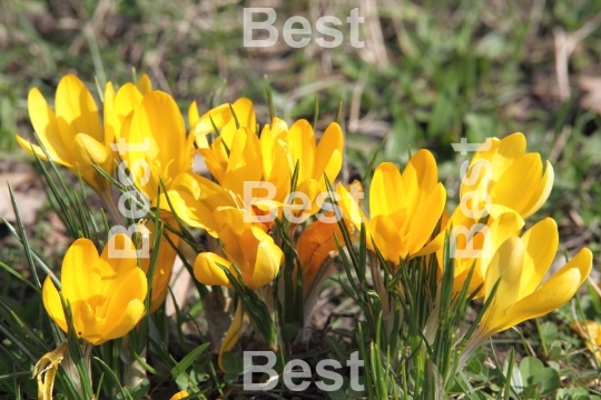 Crocus flowers